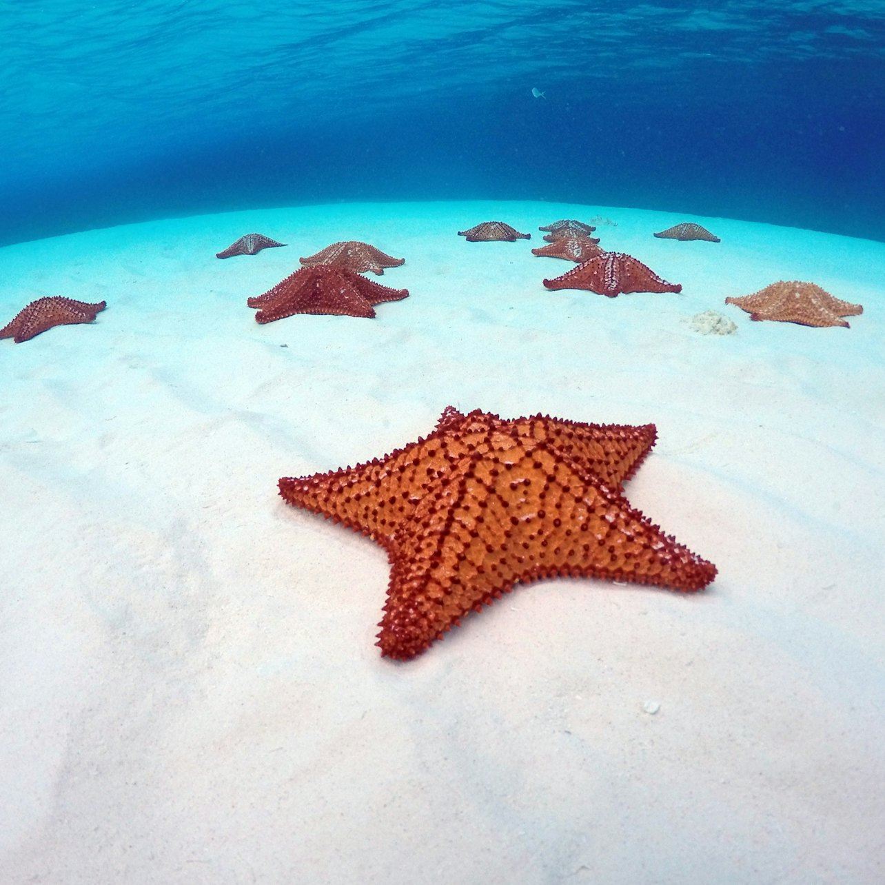 Palancar-Riff & El Cielo Bucht: Schnorcheltour ab Cozumel + Mittagsbuffet