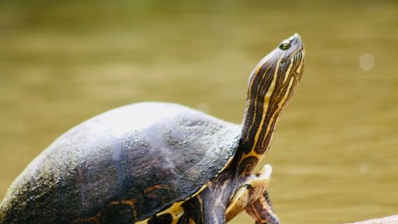 Tortuguero