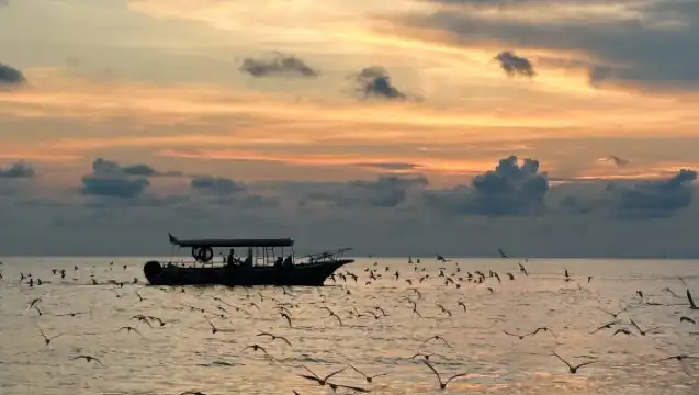 瓜拉雪蘭莪觀看老鷹和螢火蟲和藍眼淚一日遊(含船票)