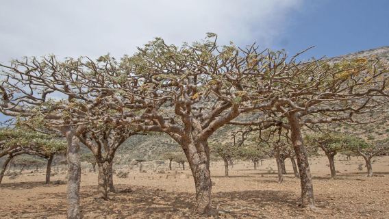 From Salalah Private Tour: Lost City of Ubar and Rub Al Khali by 4x4