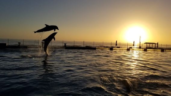 Marineland Dolphin Adventure: Entry Ticket