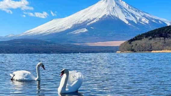 TokyoTours