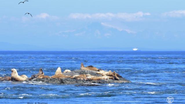 Victoria: Tour de avistamiento de ballenas de 3 horas