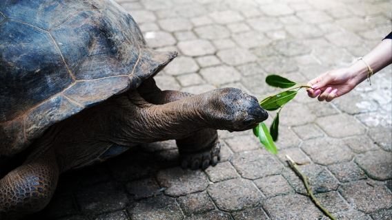 Mahé: Công viên hải dương Saint-Anne và du ngoạn đảo Moyenne