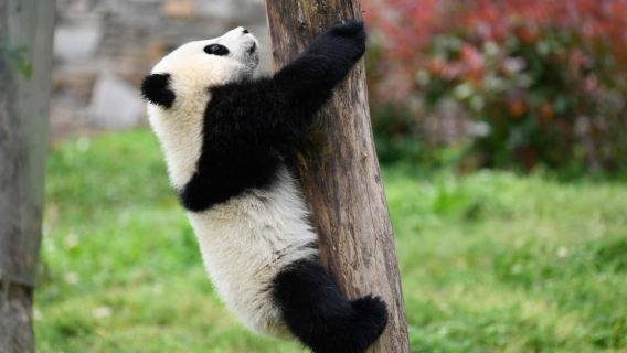 Leshan Grand Buddha Scenic Area and Panda Park Day Tour