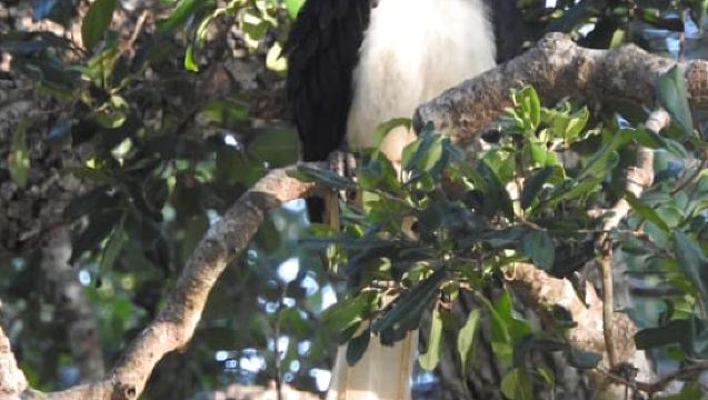 Hambantota Port: Bundala Park Birding Safari Shore Excursion