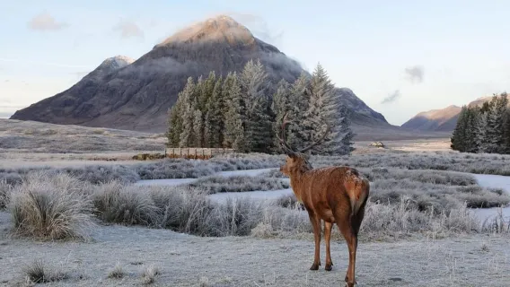 Từ Glasgow: Tour tham quan Oban, Glencoe và Highlands trong ngày
