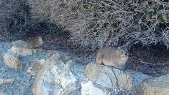 Cape Agulhas, Hermanus whales & Wine Tasting Day Trip