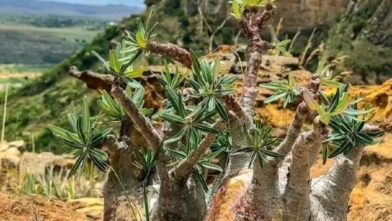 馬達加斯加&圖利亞拉【探秘旱生綠洲與維佐漁村】專屬包車