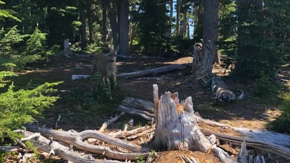 美國西雅圖來回奧林匹克國家公園/行程可定制/諮詢立減優惠