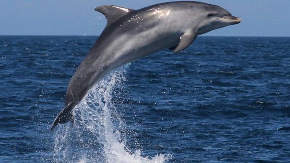 Sagres: tour guidato di osservazione dei delfini e delle grotte