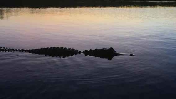 Miami: Lawatan Malam Berpandu Taman Negara Everglades + Menaiki Airboat