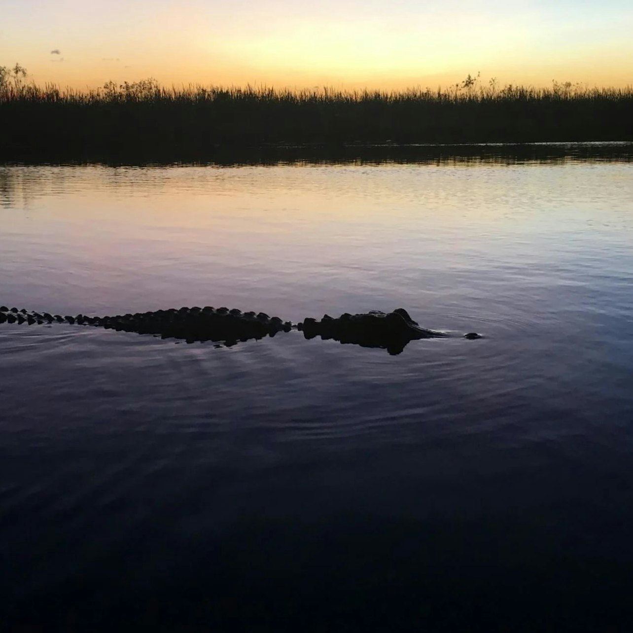 Miami: Tour Guidato Notturno al Parco Nazionale delle Everglades + Giro in Airboat