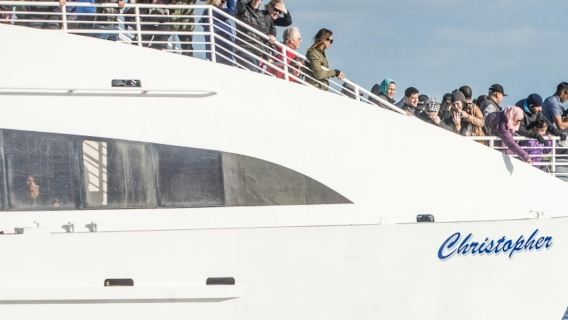 Long Beach: crucero de avistamiento de ballenas y delfines