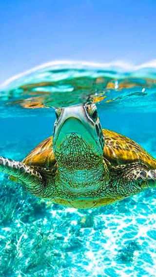 Presale for island opening! Phuket Similan 1-day tour with optional snorkeling at sea on Lightning No. 7 or Dreamer
