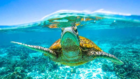 Island entrance fee included! Phuket Similan Islands Day Trip. Optional snorkeling trip by Lightning Seven yacht/speedboat.