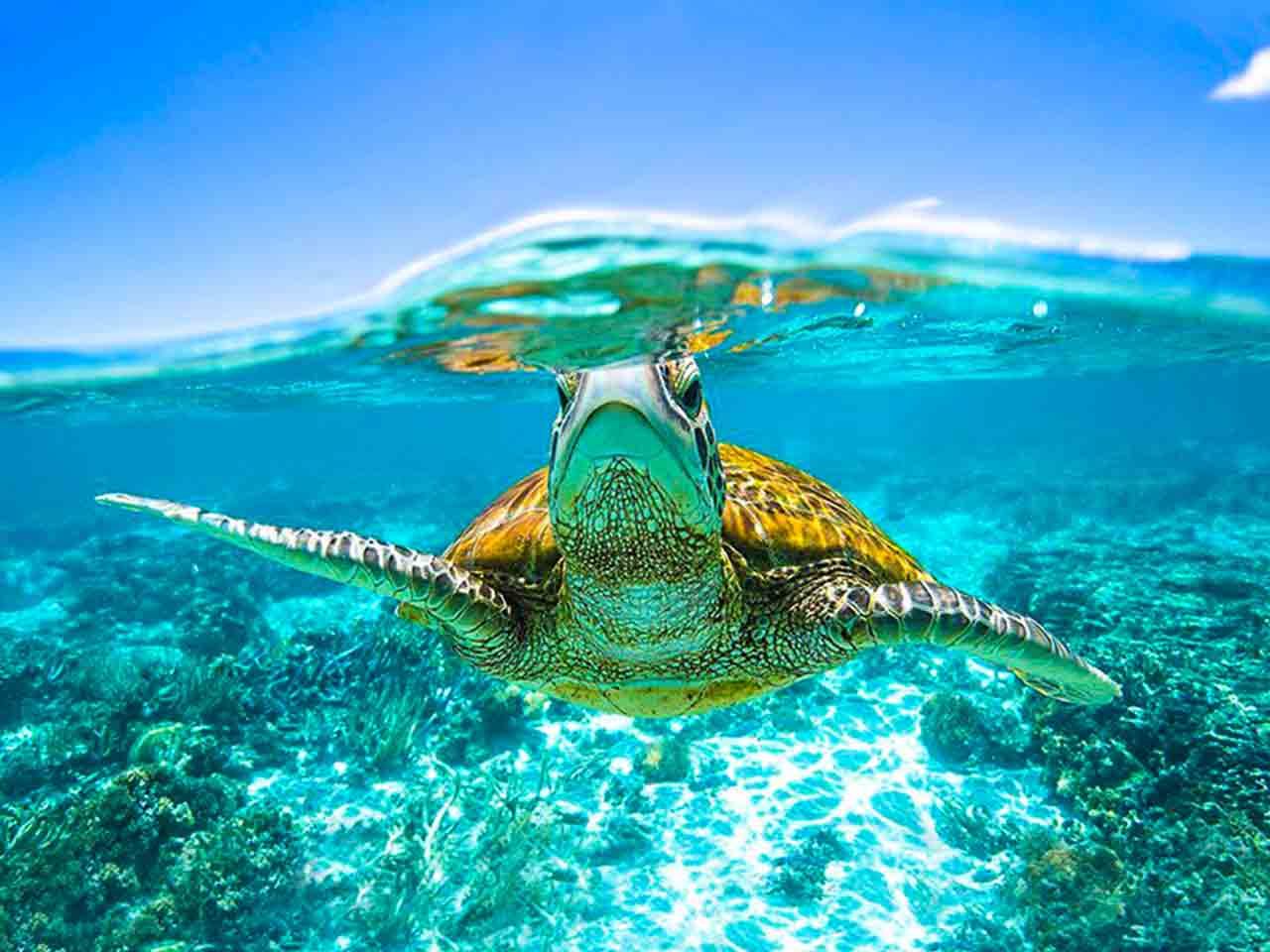 Island entrance fee included! Phuket Similan Islands Day Trip (Self-operated Lightning/Dreamer cruise with optional snorkeling excursion)