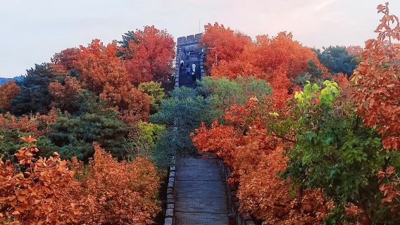 베이징 무톈위창청(모전욕장성) + 고루(구러우) 후통 서예 문화 체험 일일 이벤트 전세 버스 투어 문 앞 픽업 서비스
