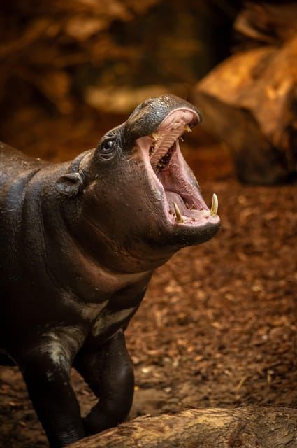 Antwerp ZOO Entry Ticket