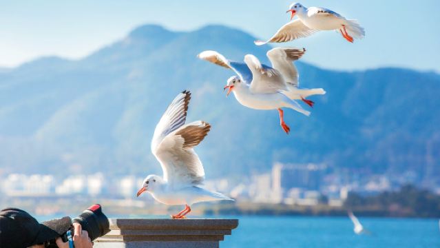 Kunming Unverzichtbarer Tagesausflug zu Dian Chi + Xishan + Haigeng Park [Ticket+Privates Auto]