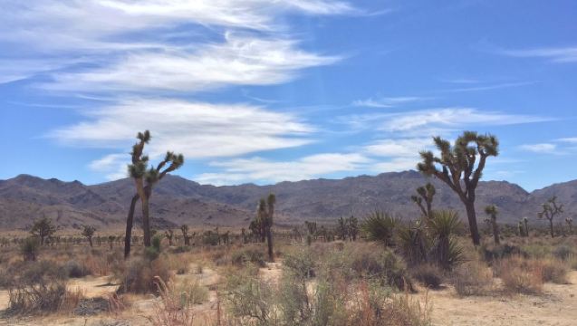 美國洛杉磯來回+約書亞樹國家公園+棕櫚泉一日遊【中文包車】