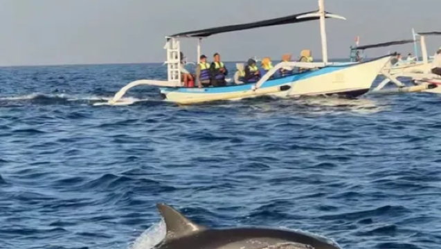 ทัวร์เหมารถส่วนตัว 12 ชั่วโมงที่บาหลี: ชมพระอาทิตย์ขึ้นและตามล่าปลาดอลฟิน + พระราชวังอูบุด + ตลาดอูบุด