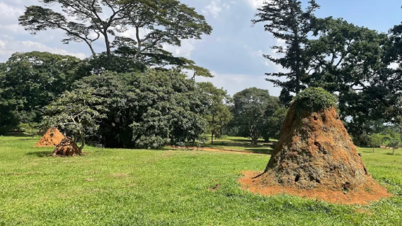 Seluruh Uganda, Afrika | Pemandu pelancong tempatan / Pemandu pelancong | Penterjemah perniagaan / Penyesuaian peribadi / Sambutan lawatan bebas