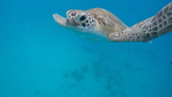 Bridgetown: Wildlife Reserve & Carlisle Bay Tour with Cruise