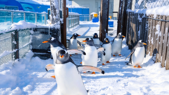 Hokkaido Otaru 1-day tour · Aquarium & Shiroi Koibito & Hokkaido Jingu & seafood market