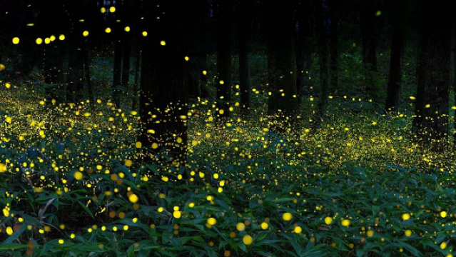 Lawatan Sehari ke Hutan Bakau Kawa-kawa River Cruise & Sungai Meng untuk Melihat Kelip-Kelip dan Monyet Proboscis di Kota Kinabalu, Sabah