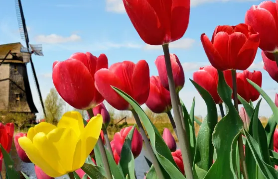 庫肯霍夫：入場門票 + 阿姆斯特丹塔來回巴士接送