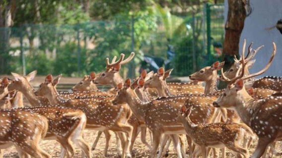 Excursion d'une journée à Batam et au parc aux cerfs avec billet aller-retour en ferry|Indonésie