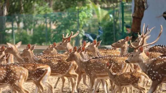1일 바탐 시티 및 디어 파크 어드벤처 투어 (왕복 페리 티켓 포함)|인도네시아