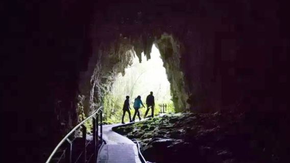 Waitomo Caves