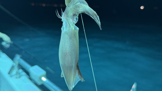 陵水5小時夜釣魷魚 現釣現吃 0基礎都可以玩 專業釣艇 配空調廁所探魚器 專業釣具配齊 中海釣法