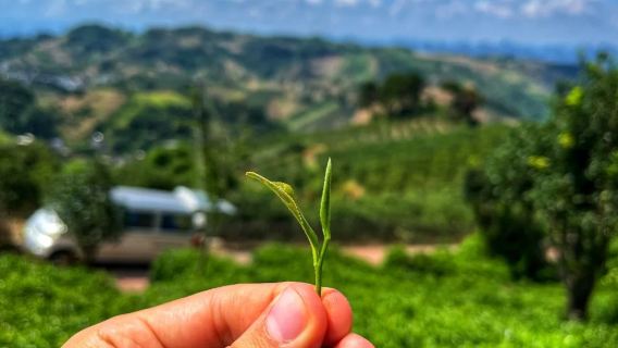 Tour di Mezza giornata tra foglie e paesaggi: un viaggio immersivo nel mondo del tè