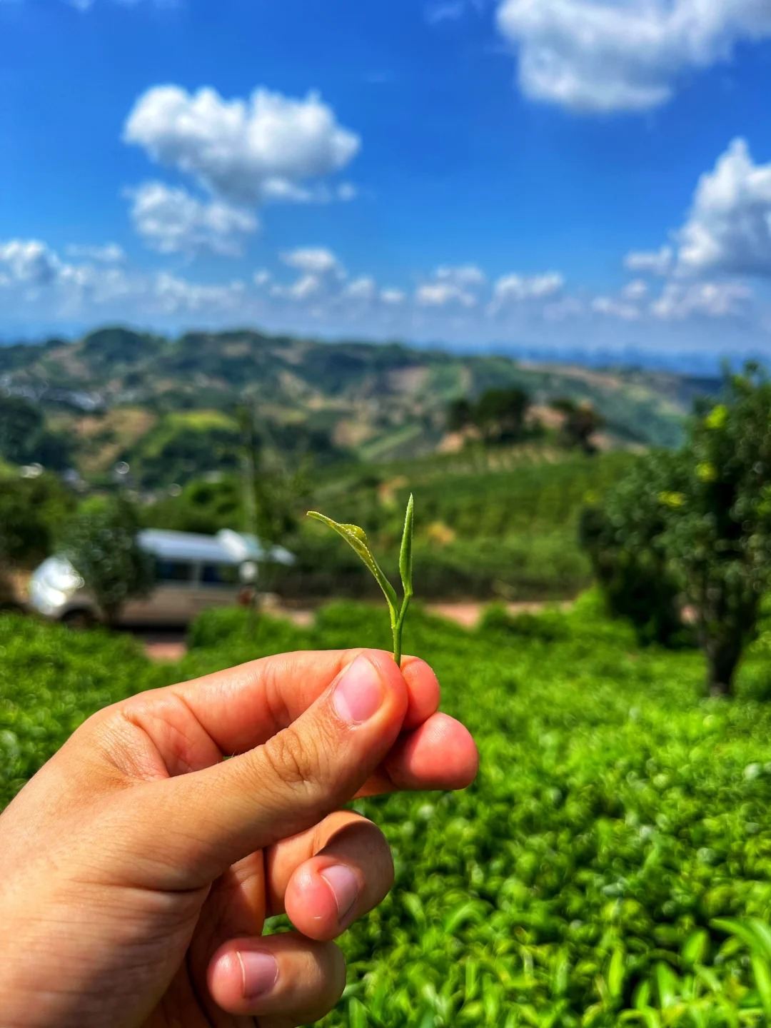 Patrimonio Pratico: Terrazze di Tè e Mestieri Senza Tempo