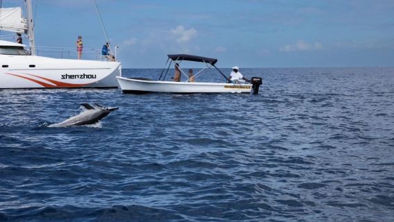 Mauritius: Delfinjagd mit dem Schnellboot + Walbeobachtung + Schnorcheln am Korallenriff