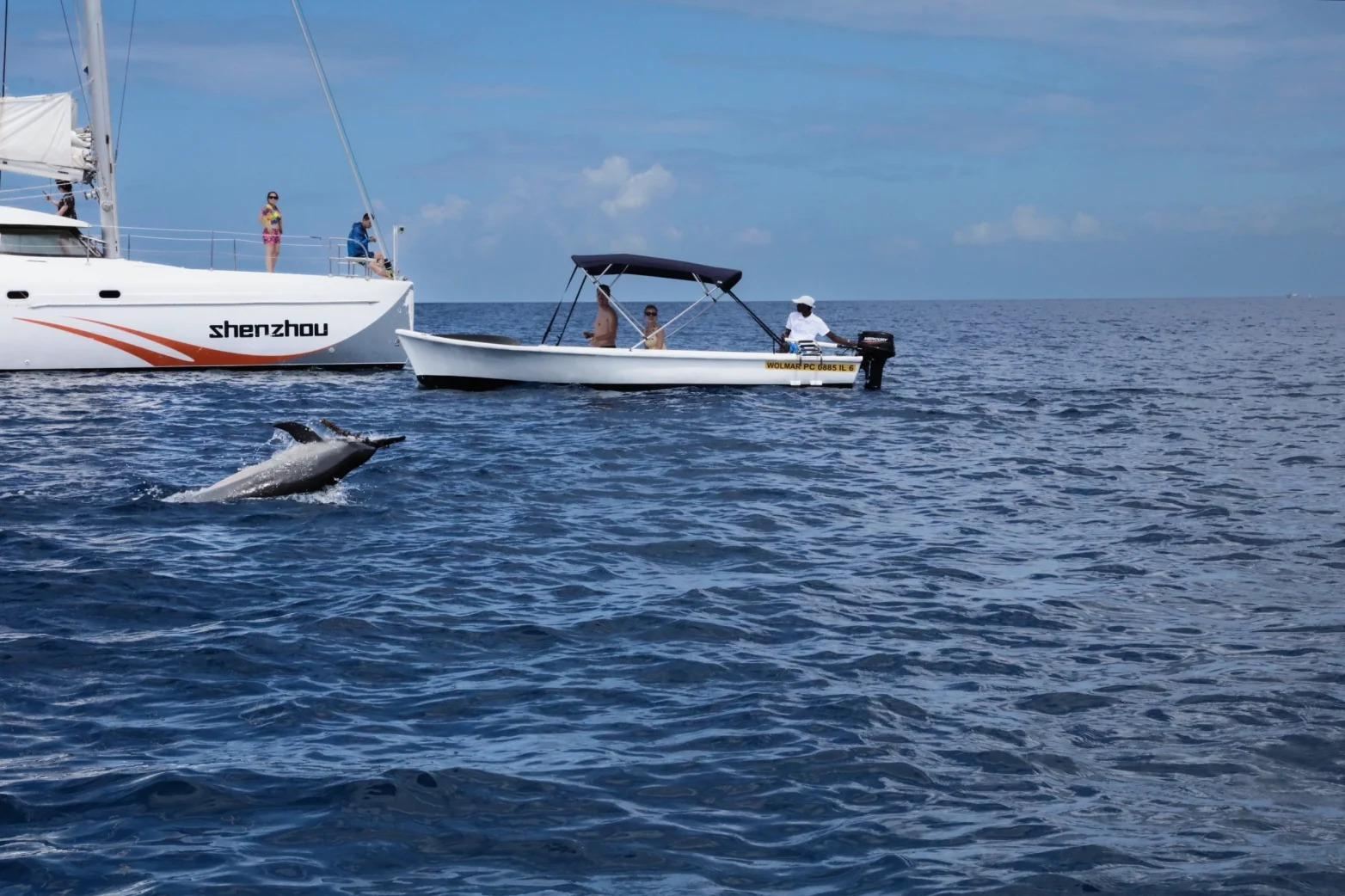 Dolphins watch + Whale Watching + Coral Reef Snorkeling in Mauritius