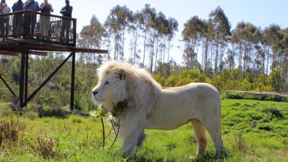 Plettenberg Bay: Wild Cat and Wildlife Guided Tour