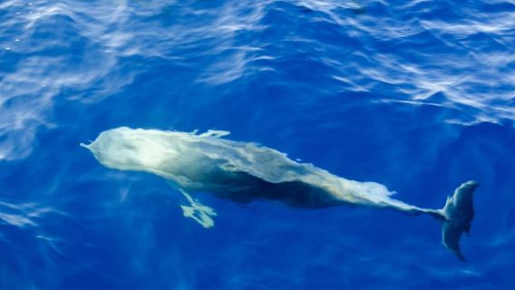 FAZANA Koralj DOLPHIN Boat Tour NP Brijuni