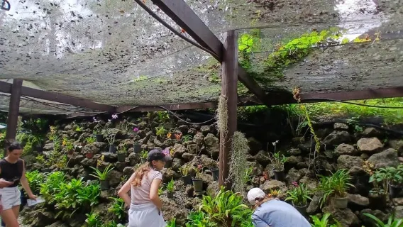 FIJI: Il giardino del gigante addormentato