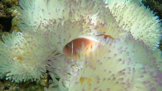 [Red River Tours] Tour privato in mare in motoscafo alle 4 isole