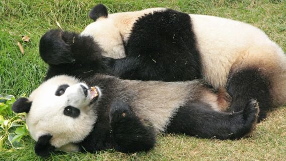 Family-friendly panda-themed exploration tour