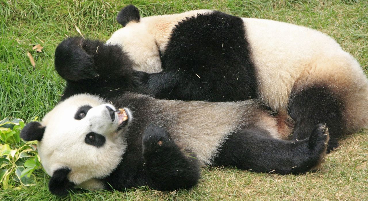 Family-friendly panda-themed exploration tour