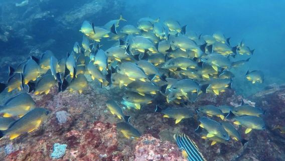 Sri LankaHikkaduwaDiscover divingSnorkeling3 Hours [Scuba Diving in Hikkaduwa]