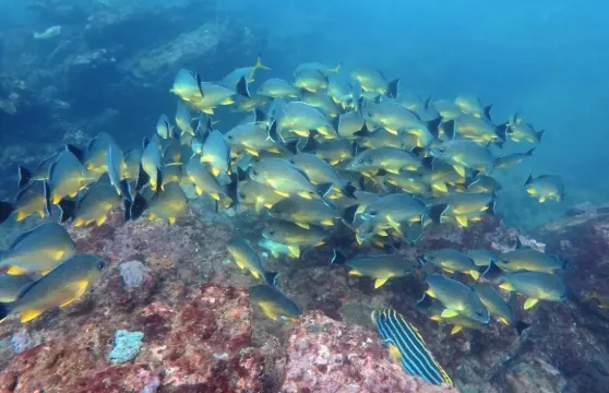 斯里蘭卡希克杜沃探索潛水浮潛3小時【希克杜沃水肺潛水】