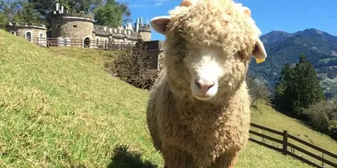 日月潭+清境農場一日遊【台中市區飯店接送】