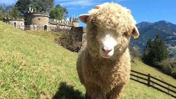 Lago Sun Moon + Fattoria Qingjing tour di un giorno [Trasferimento da hotel nel centro di Taichung]