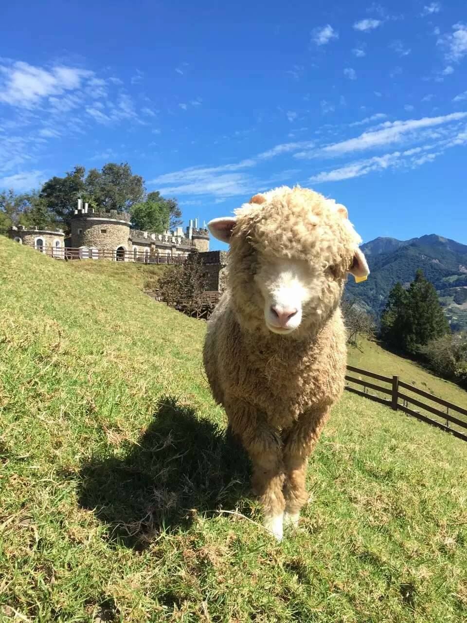 Excursión de un día al Lago de Sol y Luna y la Granja de Qingjing con recogida en hoteles del centro de Taichung